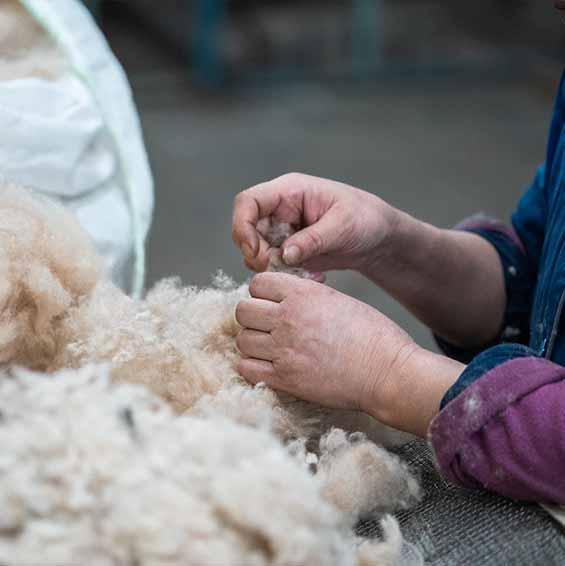 Die Qualität der Wolle wird genau geprüft. Hände zupfen einen Haufen Wolle
