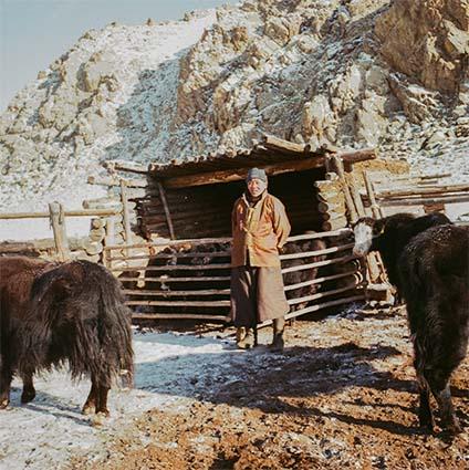 Nomaden und ihre Tiere leben äußerst Ressourcenschonend Ein Nomade steht zwischen zwei Yaks in deren Winterstall