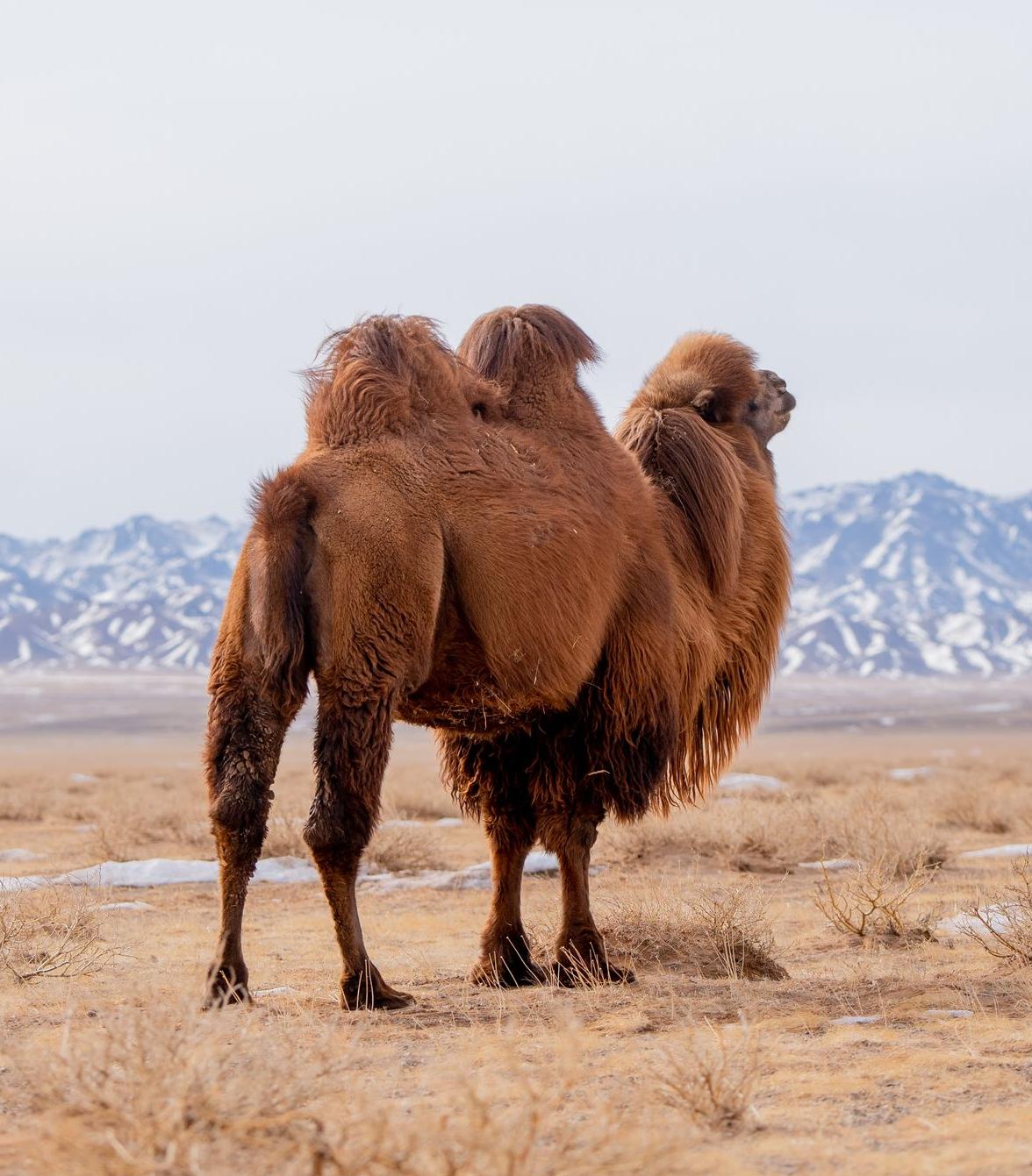 Ein Kamel mit dicker Kamelwolle steht in einer Steppe und schaut auf eine Berglandschaft am Horizont