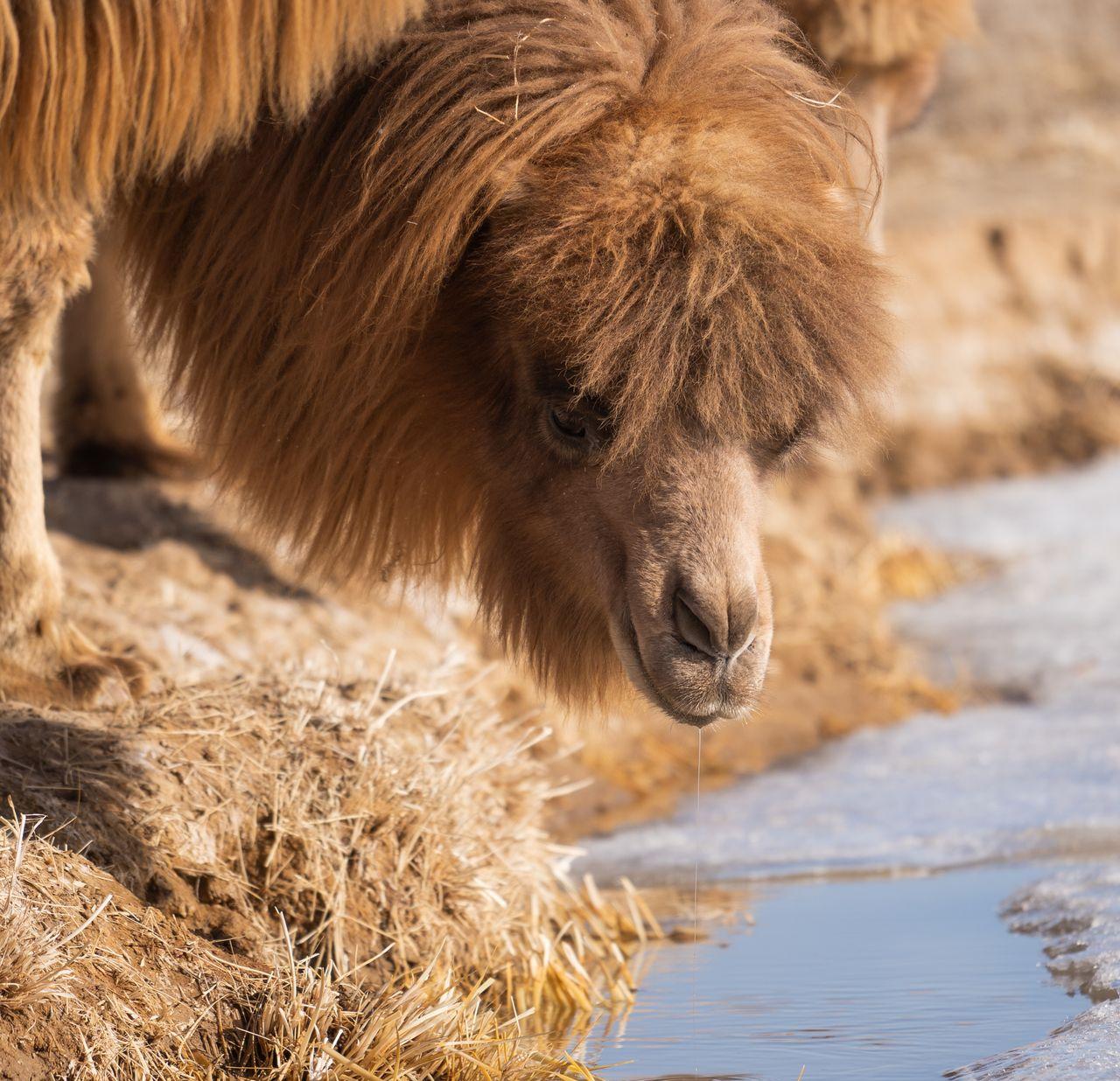Ein Kamel hebt den Kopf nachdem es aus einem Fluss getrunken hat