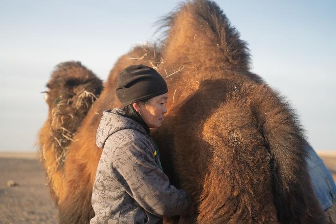 Eine Nomadin melkt ein Kamel während des Sonnenaufgangs