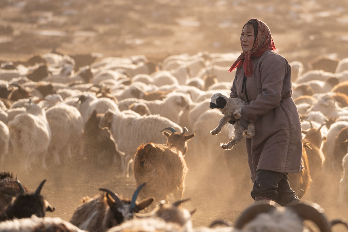 Eine Nomadin trägt ein Lamm durch die Schafherde in der Wüste
