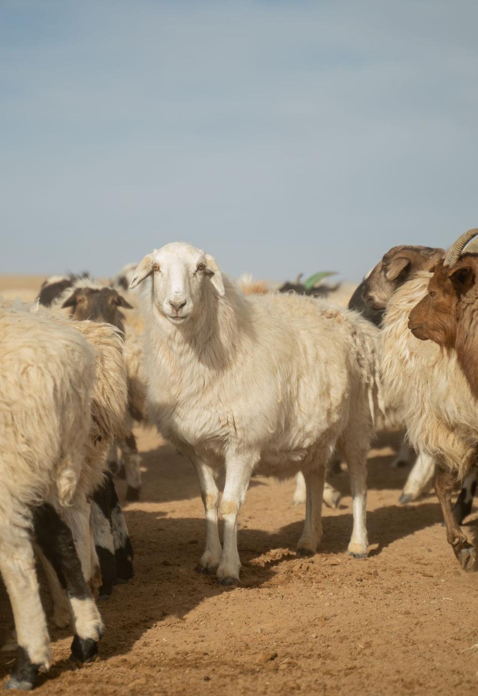 Ein weißes SChaf mit dickem Fell steht in der Herde in der Wüste