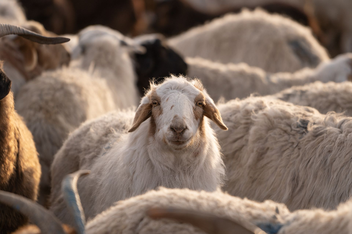 Weißes Schaf steht in der Herde und guckt frontal