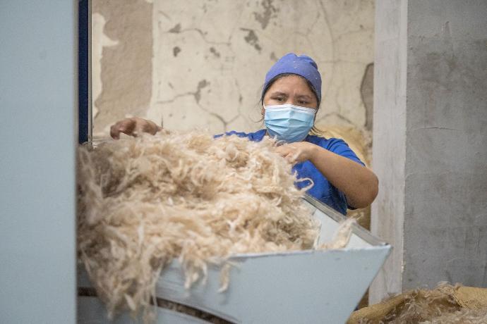Eine Frau mit Arbeitskleidung wirft Kaschmir Rohwolle in die Woll- Sortiermaschine