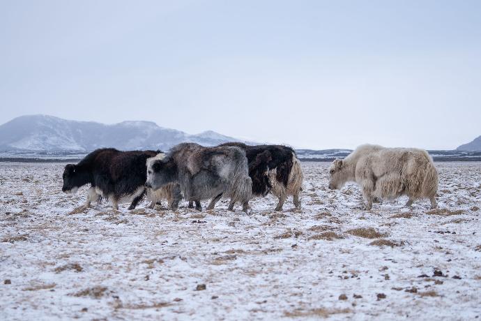 Yakherde in der Schneebedeckten Steppe in der Mongolei