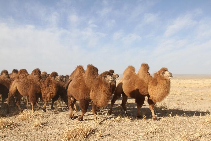 Kamelherde in der mongolischen Wüste.