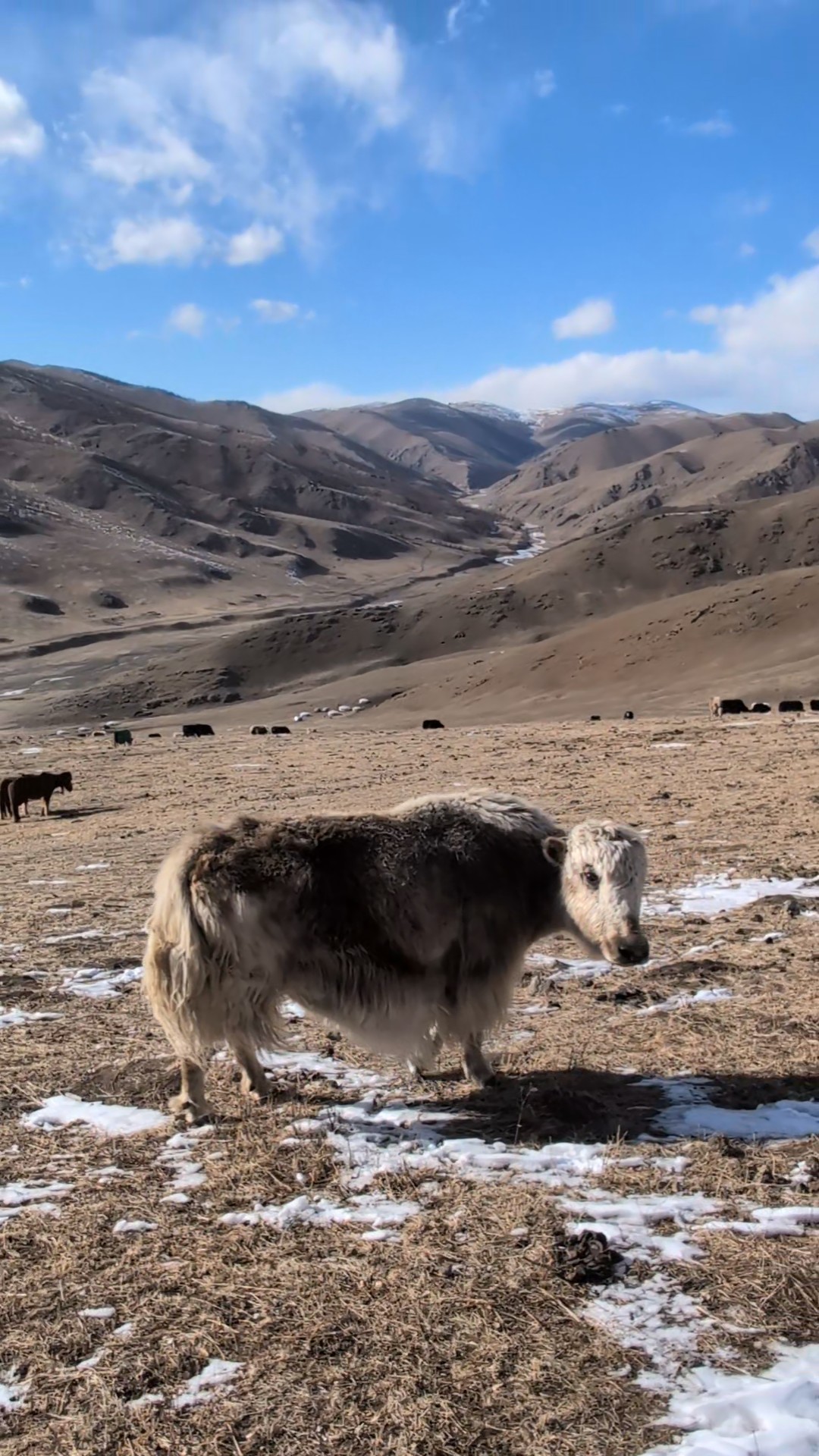 Ein Yak steht am Hang eines Tals im Winter