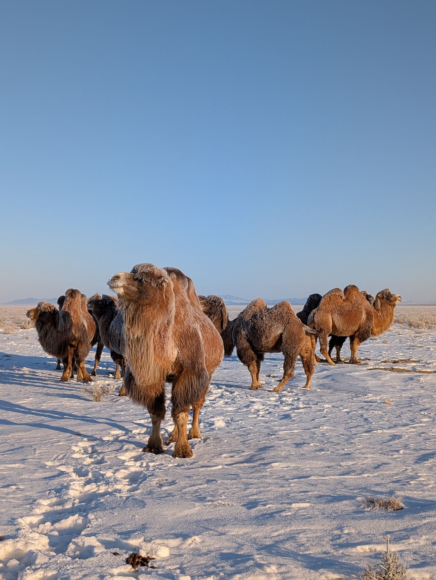 Kamele stehen in einer Schneelandschaft im Sonnenaufgang