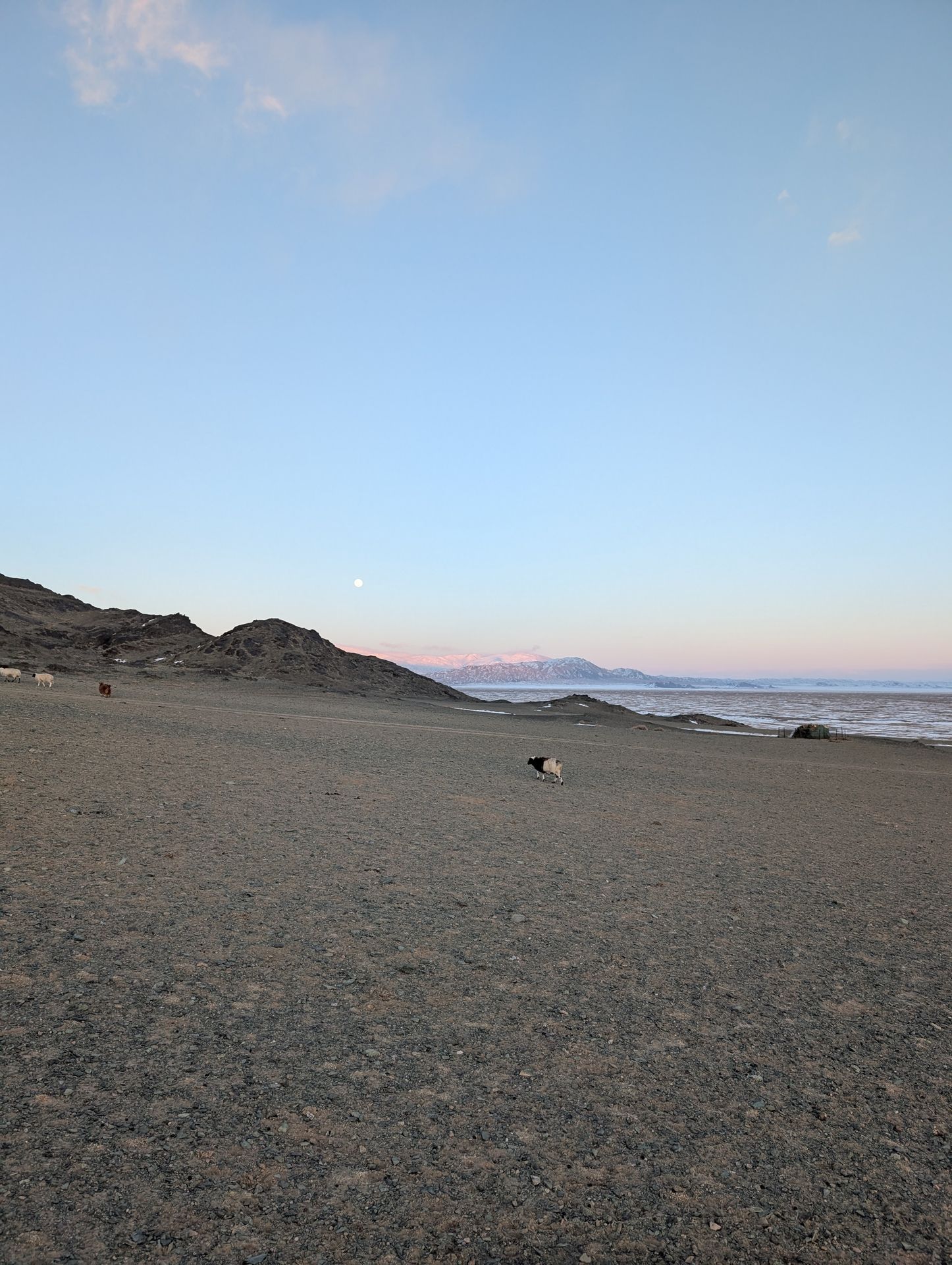 Steppenlandschaft mit einem einzelnen Schaf und einer Bergkette und Mond im Hintergrund