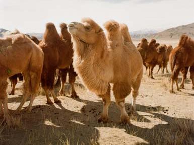Kamele sind stolze Tiere mit viel Charakter Ein helles Kamel hebt den Kopf vor einer Herde dunkler Kamele