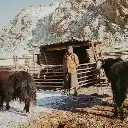 Ein Nomade steht zwischen zwei Yaks in deren Winterstall
