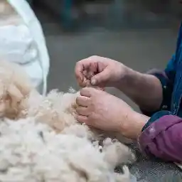 Hände begutachten einen Haufen Wolle