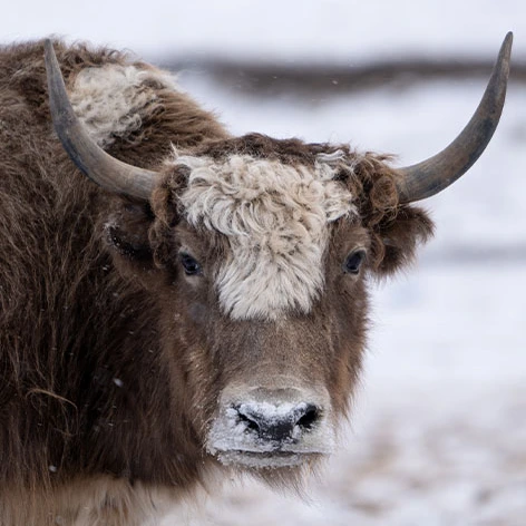 Ein braunes Yak mit spitzen Hörnern schaut in die Kamera