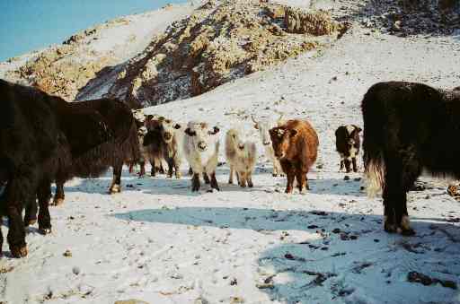 Eine Herde Yaks und Rinder steht vor einer schneebedeckten Bergkette