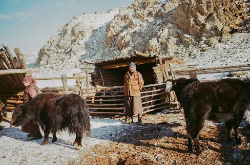 Ein älterer Mann steht in einem Stall zwischen Yaks