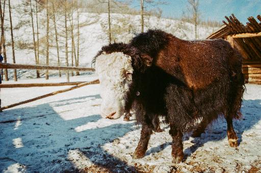 Ein Yak steht vor einem Zaun in einer schneebedeckten Landschaft im Orkon Tal