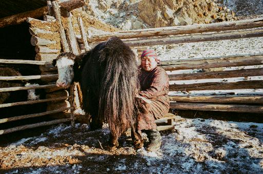 Eine mongolische Frau melkt ein Yak in einer schneebedeckten Landschaft