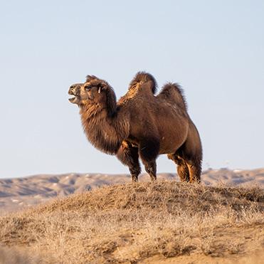 Ein Kamel steht auf einer Düne und hat den Mund offen