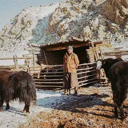 A nomad stands between two yaks in their winter stable