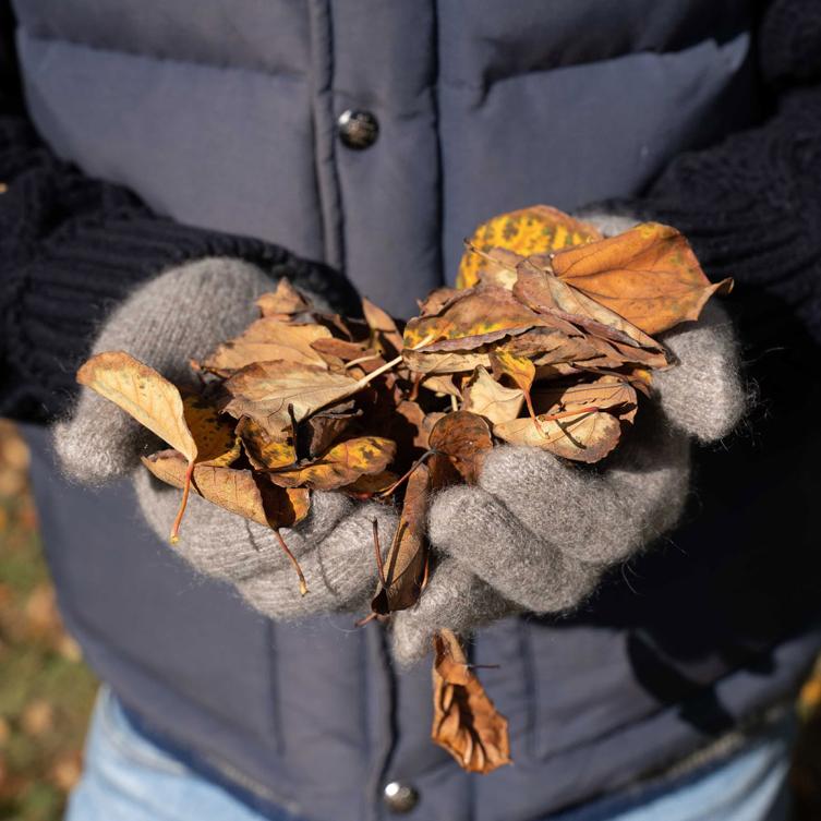 Herbstblätter in grauen Handschuhen