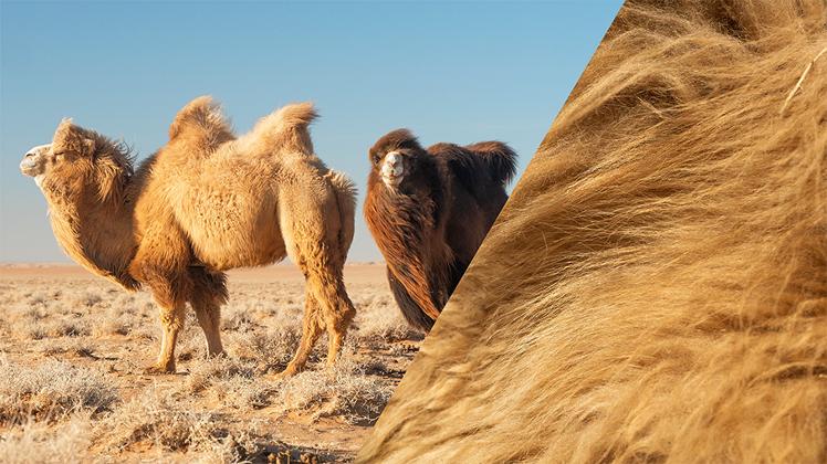 Zwei Kamele in der Wüste neben einem Close-up von Kamelfell